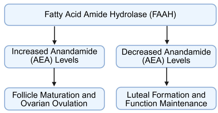 Expression changes in and regulation of FAAH and AEA signaling during ovulation and luteal formation. FAAH: fatty acid amide hydrolase; AEA: anandamide. Created by Bio-Render.
