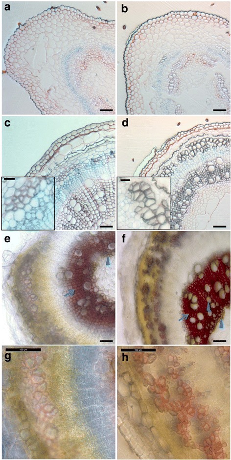 Lignification of the hemp hypocotyl between 6 and 20 days. a to d, fixed cross sections of H6 (a), H9 (b), H15 (c) and H20 (d) stained with FASGA. Lignification of the bast fibres is illustrated in the insets of c and d. e to h, fresh cross-sections of H15 (e and g) and H20 (f and h) stained with Mäule reagent. Higher magnifications of the bast fibres are shown in g and h. The primary xylem cells and tracheary elements of the secondary xylem are indicated with arrow heads, while fibres of the secondary xylem are indicated with an arrow in e and f. Scale bar = 100 μm in the main pictures and 25 μm in the insets