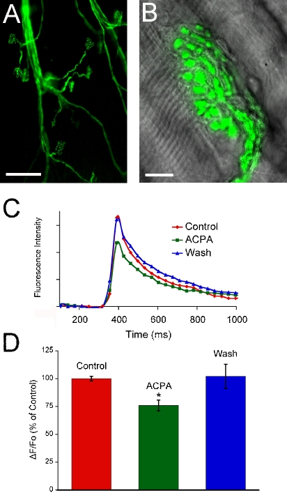 The CB1 receptor agonist arachidonylcyclopropylamide (ACPA) reduces the calcium transient in the motor nerve terminal triggered by a single nerve impulse. (A) Low magnification image of a preparation loaded with calcium green-1 dextran. The dye has been loaded into a few axons and made its way into the nerve terminals. Scale bar, 100 µm. (B) An overlay of the calcium green-1 dextran fluorescence emission onto an image collected using differential-interference contrast (Nomarski) optics. Both images were taken with a 60× water immersion objective (numerical aperture 1.0) and a Coolsnap camera (Photometrics). Scale bar, 10 µm. (C) Fluorescence emission intensity is plotted in arbitrary units as a function of time relative to the stimulus pulse used to elicit an action potential in the motor nerve. Three traces obtained during the perfusion with normal physiological saline (Control), following the application of 5 µm ACPA for 5 min (ACPA) and following the wash-out of ACPA with normal saline for 20 min (Wash). (D) Mean amplitudes of the calcium transients measured under the three conditions: Control (n = 12), ACPA (n = 12) and Wash (n = 9). The application of 10 µm ACPA results in a significant (*P < 0.05 Student's t-test) and reversible decrease in the calcium transients induced by a single action potential in the motor nerve.