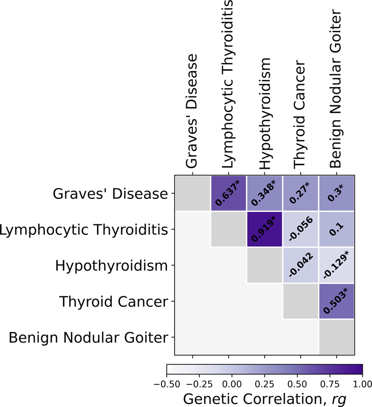 Genetic correlation analysis for thyroid diseases in EUR-like GWAS meta-analysis.Genetic correlations were estimated using covariate-adjusted linkage disequilibrium score regression. The asterisks denote Benjamini-Hochberg false discovery rate (FDR) < 0.05; p-values were generated using a two-sided Wald test.