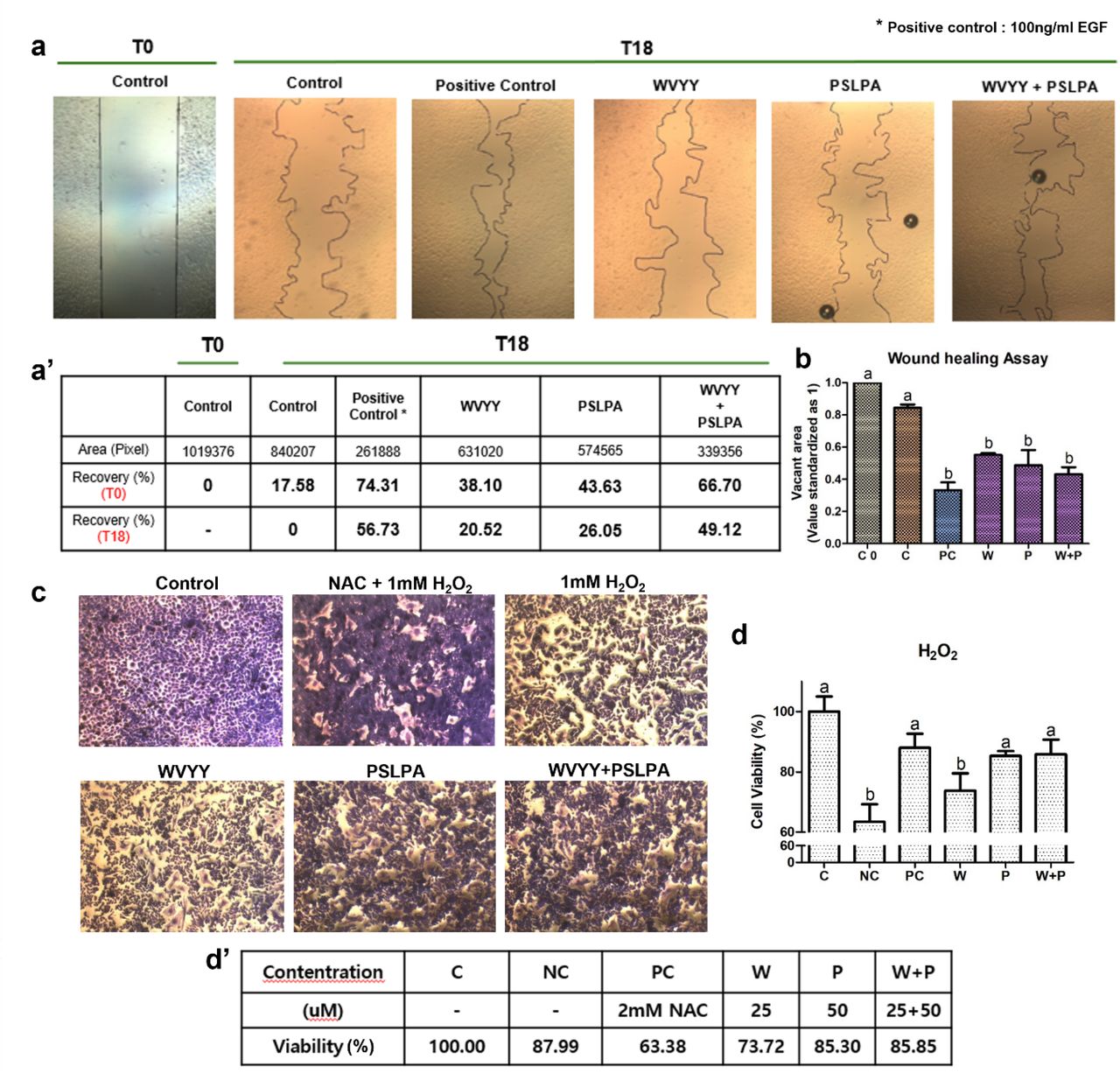 The wound healing and antioxidant tests of WVYY and PSLPA were conducted on keratinocytes using the optimal concentrations and mixed treatment groups determined in the previous experiment. (a) Keratinocytes were seeded, and wound healing was initiated at T0. After 18 hours (T18), the healed area was measured to evaluate the extent of recovery. PC was treated with 100 mg/ml EGF for comparison. (a’ and b) Simultaneously, the antioxidant effects of WVYY and PSLPA were assessed by treating with H2O2 to observe the effects of each peptide individually and in combination on free radicals. After staining with methylene blue, the antioxidant effects were visually confirmed (c), and cell viability was reconfirmed. PC was treated with NAC 1mM and H2O2 together. (d and d’) All significant differences were indicated with alphabetical letters (p < 0.05). T0: 0 Hours of wound; T18: 18 hours of wound; PC: Positive control; NC: Negative control; EGF: Epidermal growth factor; NAC: N-Acetyl Cysteine; C: Control; W: WVYY; P: PSLPA.