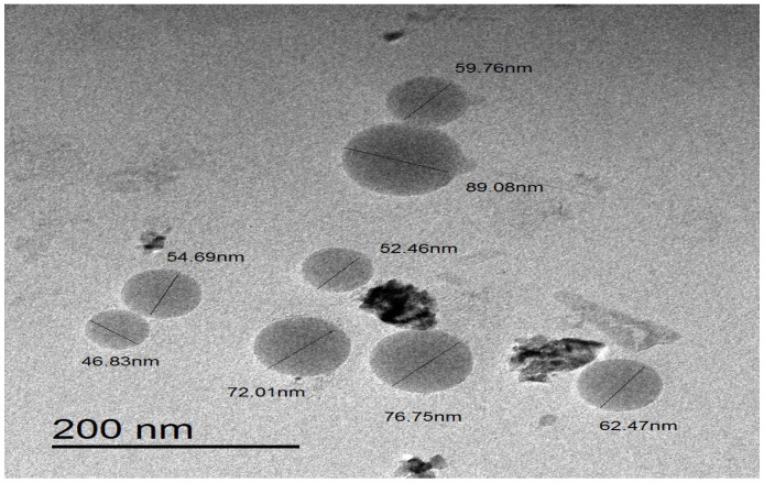 The transmission electron microscopy image of NEF#4.