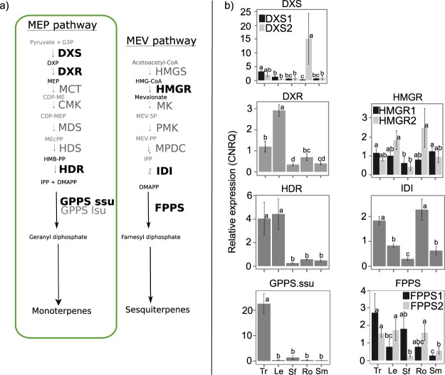 Schematic of the plastidial methylerythritol phosphate pathway (MEP) and mevalonic acid pathway (MEV) and transcript abundance in different parts of cannabis.Steps shown in bold (a) were included in the qPCR analysis (b) of relative abundance of transcripts. Letters indicate significantly different means between tissues (tested within each gene), Fisher’s LSD (alpha = 0.05). Abbreviations: Tr = trichome; Le = leaf; Sf = stamenate flower; Ro = root; Sm = stem.
