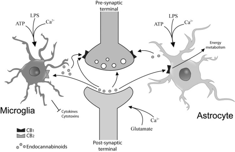 Current signalling relationship between glia and neurons related to cannabinoids. A sustained elevation in intracellular calcium leads to increased eCBs production. At postsynaptic neurons eCBs production increases when metabotropic glutamate receptors and voltage-sensitive calcium channels are activated. In microglia and astrocytes, eCB production increases when purinergic P2X7 receptors are activated or when LPS or proinflammatory cytokines are acting in these glial cells. CB1 receptors are abundantly expressed on pre-synaptic terminals and inhibit neurotransmitter release. Astrocytes also express CB1 receptors at lower levels than neurons and their activation regulate energy metabolism and cell survival. Activated microglial cells express mainly CB2 receptors that inhibit cytokines and inflammatory mediators.