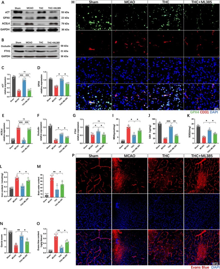 THC inhibits ferroptosis and restores BBB function via the Nrf2 signaling pathway. (A–G) Western blot images and quantitative analysis of xCT, GPX4, ACSL4, FTH1, and occludin protein expression. (H) Immunofluorescence staining of CD31 and GPX4 in brain microvessels. (I–L) Quantitative analysis of GSH, SOD, MDA levels, and iron content in brain tissue. (M) Quantitative analysis of brain water content in each group. (N) Neurological function scores. (O) Analysis of EB content in brain tissue. (P) Laser confocal imaging analysis of EB leakage. All data are presented as mean ± SD, n = 6 per group, one‐way ANOVA, *p < 0.05, **p < 0.01, ***p < 0.001.