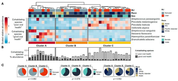 Microbial community clustering based on the salivary cohabitating species indicating the oral health conditions. (A) Heatmap shows three clusters (Clusters A, B, and C) were categorized based on the relative abundance of the eight salivary cohabitating species, which can be associated with good or poor oral health. (B) Distribution of cohabitating species associated with good or poor oral health among the three clusters. (C) Distribution of marijuana (MJ) users and nonusers, sex, and race among the three clusters. p-values were calculated using the chi-square test.