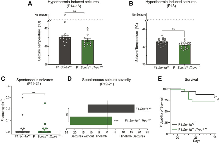 Trpv1 deletion had both pro and anti-convulsant effects in the F1.Scn1a +/− mice. (A) The GTCS temperature threshold of P14-16 in F1.Scn1a +/− mice (41.20 ± 0.9°C) and were similar to that of F1.Scn1a +/−; Trpv1 +/− mice (40.70 ± 0.6°C; n = 13 per group; p = 0.15; unpaired t-test). Bars represent the average temperatures of seizure induction and error bars represent SEM. (B) Effects of heterozygous loss of Trpv1 on spontaneous seizures was determined in a separate cohort of mice. Loss of Trpv1 had a pro-convulsant effect at P18 as it reduced the GTCS temperature threshold in F1.Scn1a +/−; Trpv1 +/− mice (40.5 ± 0.07, n = 20) compared to F1.Scn1a +/− mice (40.2 ± 0.08, n = 18; p = 0.007; unpaired t-test). (C) Frequency of spontaneous GTCS of individual F1.Scn1a +/− mice and F1.Scn1a +/−; Trpv1 +/− mice. Loss of Trpv1 did not alter the spontaneous seizure frequency in P19–21 F1.Scn1a +/−; Trpv1 +/− mice (0.023 ± 0.01/h, n = 18) compared to F1.Scn1a +/− mice (0.033 ± 0.02/h, n = 16; p = 0.7; unpaired t-test). (D) Severity of spontaneous seizures, i.e., the number of GTCS with and without full tonic hindlimb extension is depicted. Seizure severity was reduced in F1.Scn1a +/−; Trpv1 +/− mice, 11.5% of GCTS (3 of 26) resulted in full hindlimb extension, while in F1.Scn1a +/− mice 58.6% (17 of 29) of GTCS had full hindlimb extension (p < 0.001, Fisher’s exact test). (E) Survival curves comparing survival until P30. Survival was not altered in F1.Scn1a +/−; Trpv1 +/− mice (72.2%) relative to that of F1.Scn1a +/− mice [81.3%; p = 0.52, Log-rank (Mantel-Cox) test].
