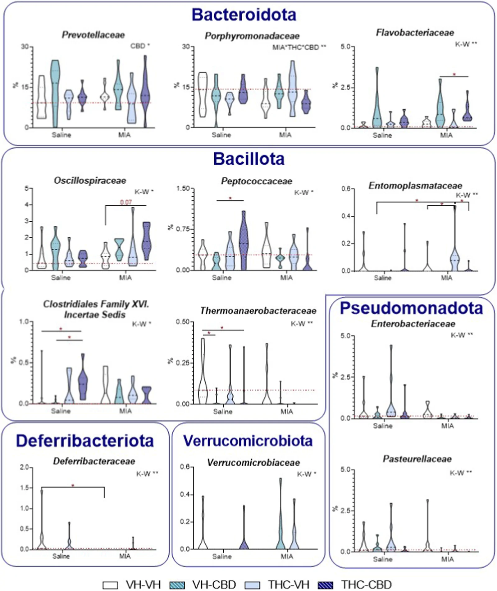 Violin plots display the relative abundance of different gut microbiome bacterial families across treatment groups and conditions, organized by phylum: Bacteroidota, Bacillota, Pseudomonadota, Deferribacteriota, and Verrucomicrobiota. Groups are labeled as Saline or MIA with color-coded bars for VH-VH, VH-CBD, THC-VH, and THC-CBD conditions. Statistical significance is marked for certain families, indicating differences between groups. Each subplot shows distribution patterns and medians for each bacterial group. Red dotted line indicates the mean of the control group