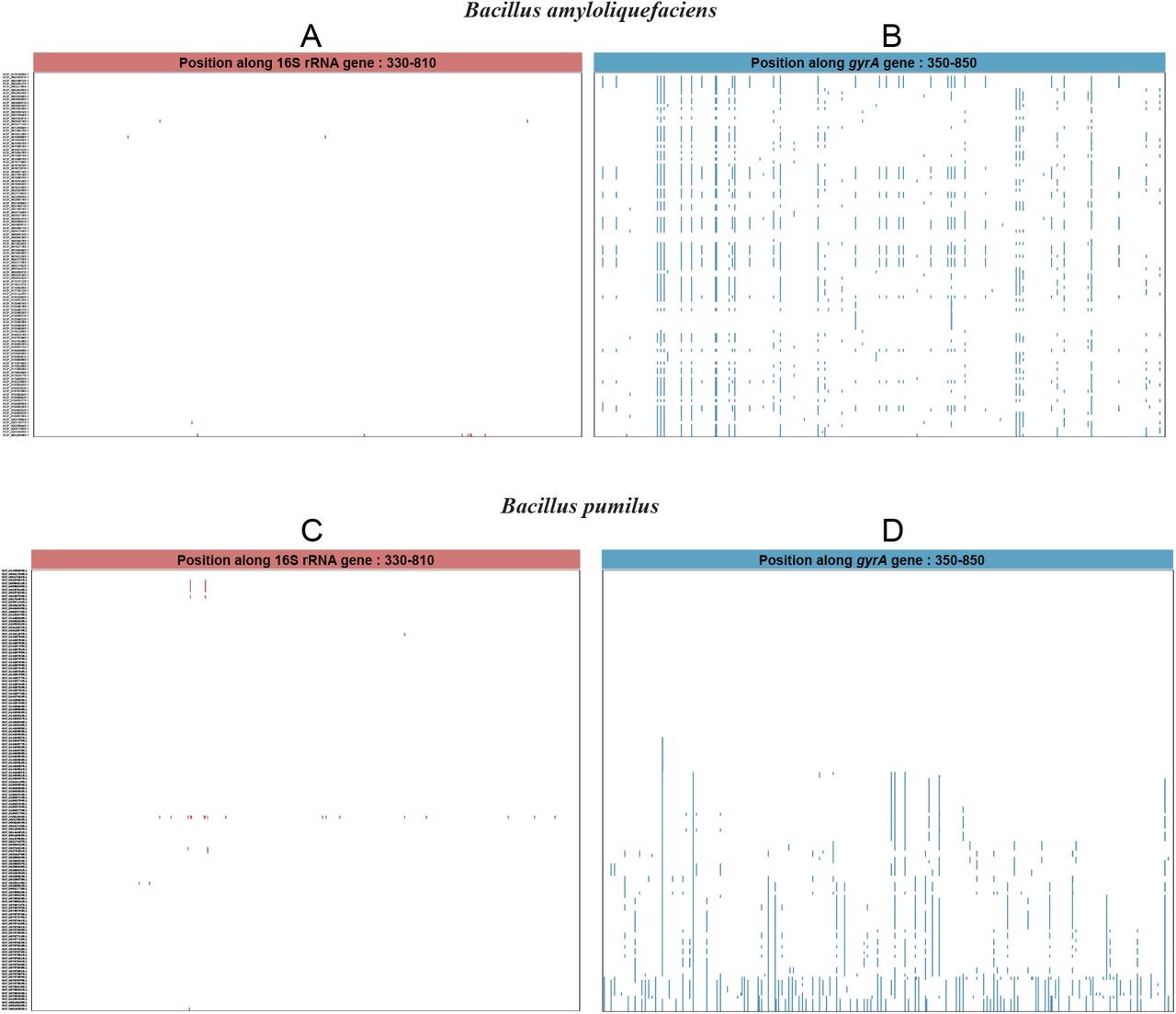 Alignment of the 16S rRNA and gyrA sequences of B. amyloliquefaciens (116 genomes) and B. pumilus (140 genomes). Sequences were aligned using L-INS-I method of MAFFT (v7.487). Analysis involved positions along 16S rRNA from 330-810 and along gyrA from 350-850. On the left side of the graph GCF reference numbers of genomes were displayed, with reference sequence GCF_017815555.1 displayed at the top for B. amyloliquefaciens and GCF_014269965.1 for B. pumilus. The display of base site variation was drawn using MEGA (v.5.05). The colored line (red or blue) indicates a variation of specific base sites as compared to the reference sequence.