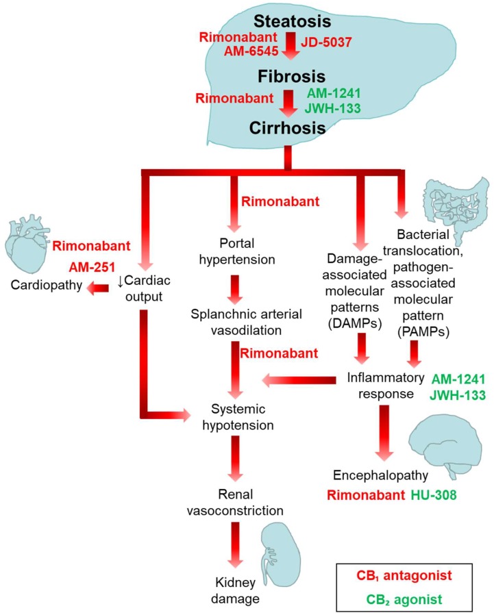 CB1 antagonists and CB2 agonists as potential drugs for the treatment of liver cirrhosis.