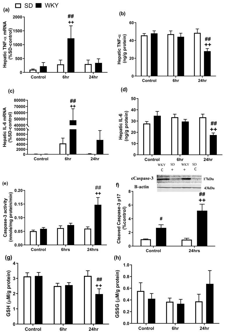 Effect of LPS/GalN on hepatic (a,b) TNF- α mRNA and protein levels, (c,d) IL-6 mRNA and protein levels, (e,f) caspase-3 activity and expression, (g) GSH and (h) GSSG activity 6 and 24 h post administration (n = 6–8). ++ p < 0.01 vs. WKY control; # p < 0.05, ## p < 0.01 vs. SD counterparts. Data expressed as mean ± SEM (n = 4–8).