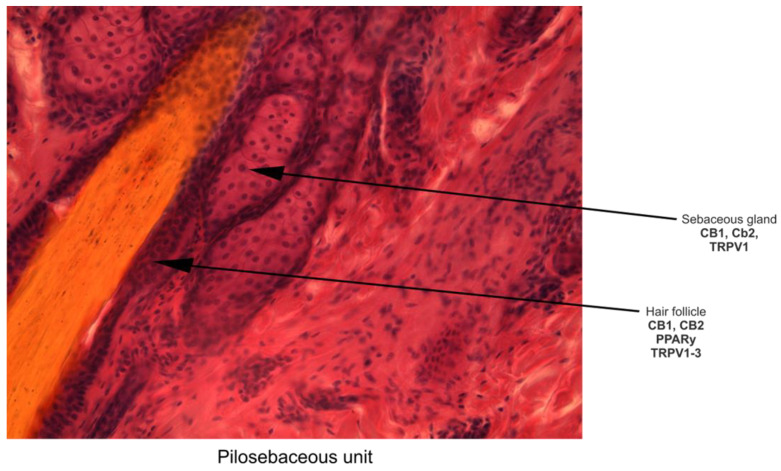Particularities of skin ECS at the pilosebaceous unit level.