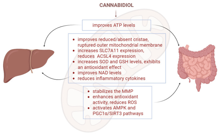 CBD’s effects on mitochondria in gastrointestinal and liver pathologies. In the liver pathology model, CBD improved ATP levels, improved reduced cristae and ruptured outer mitochondrial membrane, increased SLC7A11 and decreased ACSL4 expression, increased antioxidant enzyme levels, improved NAD levels and reduced inflammatory cytokines. In the gastrointestinal pathology models, CBD improved ATP levels, stabilised the MMP, reduced ROS and activated AMPK and PGC1a/SIRT3 pathways. SOD—superoxide dismutase; GSH—glutathione; MMP—mitochondrial membrane potential. The figure was created with the help of BioRender.com.