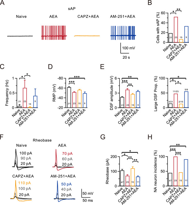 AEA induces hyperactivity in nociceptors via activation of TRPV1 receptor. A Representative sAP recordings using a whole-cell current-clamp configuration in the naive (black), AEA treatment (AEA, red), AEA treatment in the presence of CAPZ (CAPZ + AEA, yellow), and AEA treatment in the presence of AM-251 (AM-251 + AEA, blue) groups. B–D Statistics for the sAP probability, firing frequency, and RMP from various treatment groups (Naive, n = 21; AEA, n = 23; CAPZ + AEA, n = 15; AM-251 + AEA, n = 9). Comparisons among all four groups were performed using a Fisher’s exact test in B and a Kruskal–Wallis one-way ANOVA with Dunn’s multiple comparison tests in C and D. *p < 0.05, **p < 0.01, ***p < 0.001. E Statistics for the DSF amplitudes (left) and the incidence of large DSFs (right) in all four groups (Naive, n = 21; AEA, n = 23; CAPZ + AEA, n = 15; AM-251 + AEA, n = 9). Comparisons were made using a one-way ANOVA with Dunnett’s post hoc test on the left and a Fisher’s exact test on the right. *p < 0.05, **p < 0.01, ***p < 0.001. F Representative eAPs and their rheobase traces induced by depolarizing current injections in different groups (Naive, n = 47, black; AEA, n = 23, red; CAPZ + AEA, n = 15, yellow; AM-251 + AEA, n = 11, blue). G Statistics for the rheobase from (F) using a Kruskal–Wallis one-way ANOVA with Dunn’s multiple comparison test. *p < 0.05, **p < 0.01. H Statistics for the NA neuron incidence using a Fisher’s exact test. *p < 0.05, **p < 0.01, ***p < 0.001. Detailed statistical information is provided in Table 2