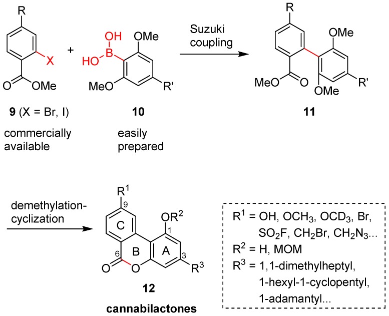 New synthesis of functionalized cannabilactones.