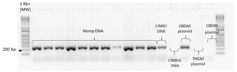 Specificity of primers for CBDAS. The expected amplification band of 241 bp was obtained from pJET1.2 containing the CBDAS and DNA from hemp and from CINRO. Amplification was not obtained from pJET1.2 plasmid containing the THCAS and CBCAS. Primers work only on functional CBDAS sequences.