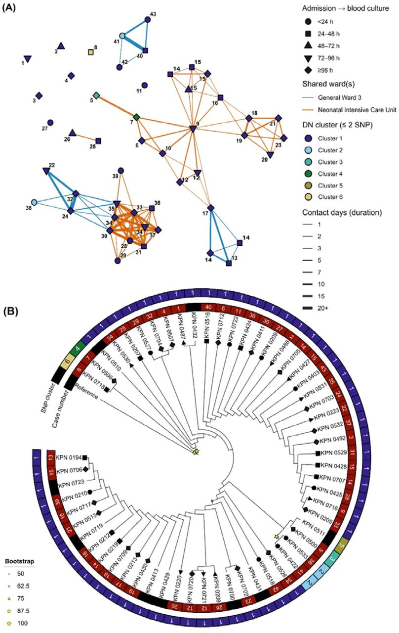 PathoPath contact network and maximum-likelihood (ML) phylogeny of KpSC ST147 culture-positive cases (n =58) at BSHI in 2021.(A) Ward-level contact network of all ST47 KpSC cases with nodes coloured by distance network clusters of single-nuceotide polymorphisms (SNPs) of isolates using a 2-SNP cutoff, and edges highlighting shared wards and contact days between two indivduals. Numbers on the nodes are highlighting chronological order of all ST147 cases detected at BSHI in 2021. Node shapes represent the time from admission to blood collection. (B) Unscaled single nuceotide polymorphism (SNP) based maximum-likelihood phylogenetic tree of ST147 with bootstap values (stars), and annotations showing SNP clusters and chronological order of cases (Case number). Tip shapes in the tree represent the time from admission to blood collection.