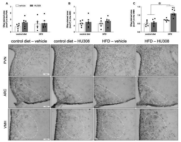 Effect of prolonged icv infusion of vehicle or HU308 for 2 weeks on the GFAP-stained area (inch2) in the paraventricular (PVN), arcuate (ARC) and ventromedial (VMH) nuclei in animals fed a control diet or high-fat diet (HFD). The GFAP-stained area (inch2) in the PVN (A), ARC (B) and VMH (C) nuclei in animals fed a control diet or HFD that received icv injection of vehicle or HU308. The data are expressed as the mean ± SEM; n = 6 per group. Data were analyzed by two-way ANOVA followed by Tukey’s post-hoc test. @ p < 0.001 (effect of diet), & p < 0.001 vs control diet+HU308 and, * p < 0.001 vs HFD+vehicle. Bottom panel: Representative photomicrographs of GFAP immunostaining in the PVN (superior panel), ARC (central panel) and VMH (inferior panel) of control diet-fed or HFD-fed animals treated with vehicle or HU308.