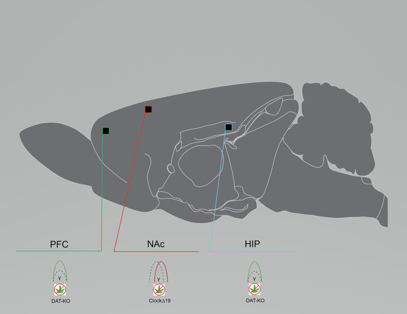 Rodent models of bipolar disorder exhibit reduced baseline neural circuit spectral power and coherence. Graphical summary of preclinical investigations demonstrating neural circuit disruptions induced by cannabinoid exposure in rodents used to model bipolar disorder. Rodents modeling bipolar disorder exhibit reduced baseline PFC and HIP spectral power, and reduced baseline NAc coherence. CLOCKΔ19, CLOCKΔ19 genetic mouse model of bipolar disorder; DAT-KO, DAT-KO genetic mouse model of bipolar disorder; HIP, hippocampus; NAc, nucleus accumbens; PFC, prefrontal cortex/prelimbic cortex. Green: Increase; Red: Decrease.