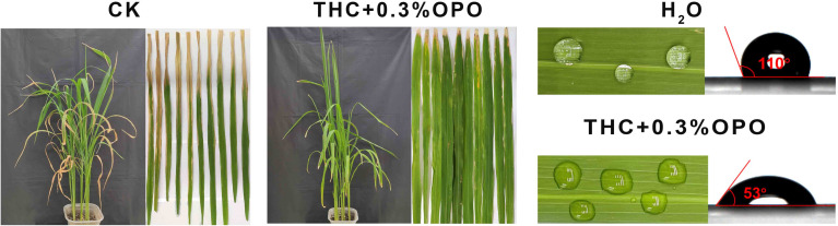 The curative activity of THC and 0.3% OPO against Xoo at 0 µg mL−1 (served as CK), and THC-200 µg mL−1.
