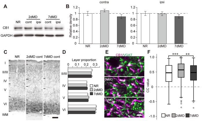 Effects of monocular deprivation on CB1 expression.(A) Representative western blots of CB1 and GAPDH in V1∶2 dMD and 7 dMD indicate monocular deprivation for two days and seven days, respectively. The blots of V1, which is contralateral (cont) or ipsilateral (ipsi) to the deprived eye, are represented with that of the normal animal (NR). (B) Mean and SEM of the blot density of CB1 in MD animals normalized to the mean of normal animals (n = 10 animals each, one-way factorial ANOVA, p>0.05). (C) Representative photographs of CB1 immunoreactivity in V1 of normal and MD animals. Scale, 100 µm. (D) Layer proportion of CB1 immunoreactivity was not significantly different among animal groups (two-way ANOVA, p>0.05). (E) Double immunofluorescent staining of CB1 (magenta) and VGAT (green) in the deep layer of V1 of normal and MD animals. The images of MD animals were obtained in the hemisphere contralateral to the deprived eye. Scale, 3 µm. (F) The CC values of CB1/VGAT in the deep layer of V1, which is contralateral to the deprived eye (n = 3 animals each; n = 386 ROIs (NR), 380 ROIs (2 dMD), 389 ROIs (7 dMD), Bonferroni-corrected Mann-Whitney U-test, **: p<0.0033, ***: p<0.00033).