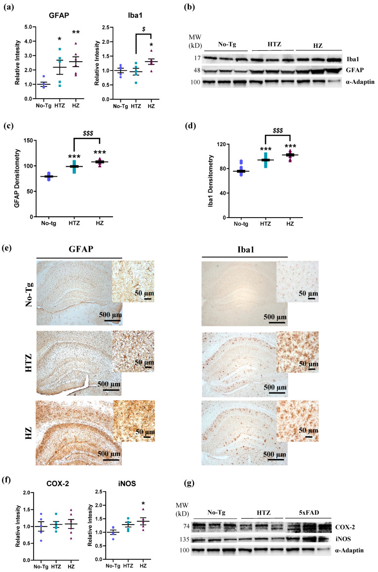 Neuroinflammation response in both heterozygous and homozygous 5xFAD transgenic mice. Bar charts in (a) represent the quantification of Western blot membranes (b) after incubating with anti-glial fibrillary acidic protein (GFAP) and ionized calcium-binding adaptor molecule 1 (Iba1), and normalized with α-adaptin. Bar charts in (c,d) represent the quantification of GFAP and Iba1 immunostaining (e) in the hippocampus of each group. Bar charts in (f) represent the quantification of Western blot membranes (g) after incubating with cyclooxygenase 2 (COX-2) and inducible nitric oxide synthase (iNOS) antibodies, and normalized with α-adaptin. We performed the Western blot analysis on hippocampus homogenates. The blots shown in (b,g) are a representation of all the bands (see Figures S3–S5, for additional information), resulting from three out of six independent samples (three out of five for the HTZ group). Molecular weights (MW) are indicated in kilodaltons (kDa). One-way ANOVA and Tukey’s test were performed: (*) p < 0.05, (**) p < 0.01 and (***) p < 0.001 vs. No-Tg group; ($) p < 0.05 and ($$$) p < 0.001 between HTZ and 5xFAD group. Histograms represent the mean ± SEM (n = 6). Scale bar = 500 and 50 µm.