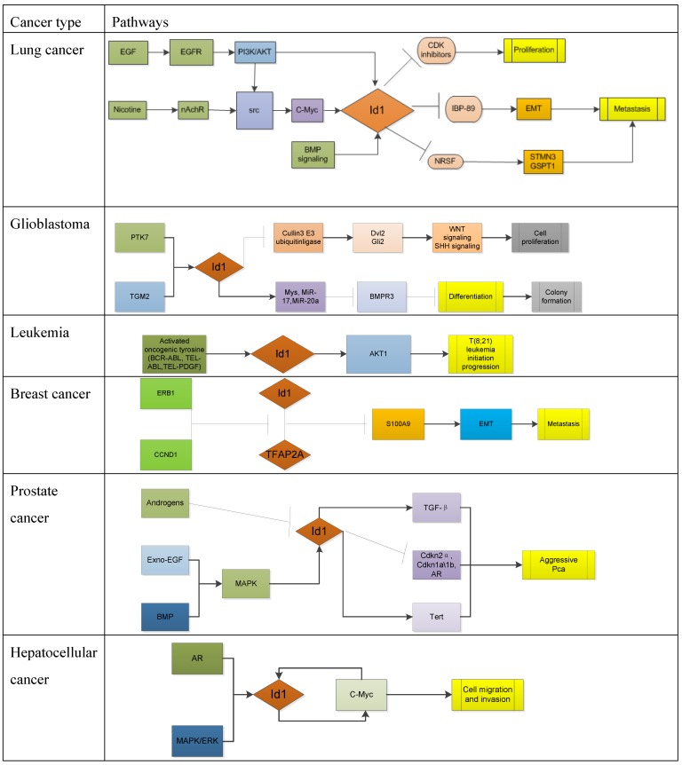 Id1 in different cancer-associated pathways