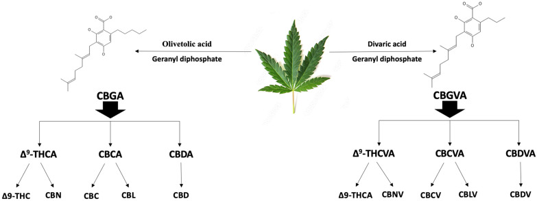 Biosynthesis of phytocannabinoids.