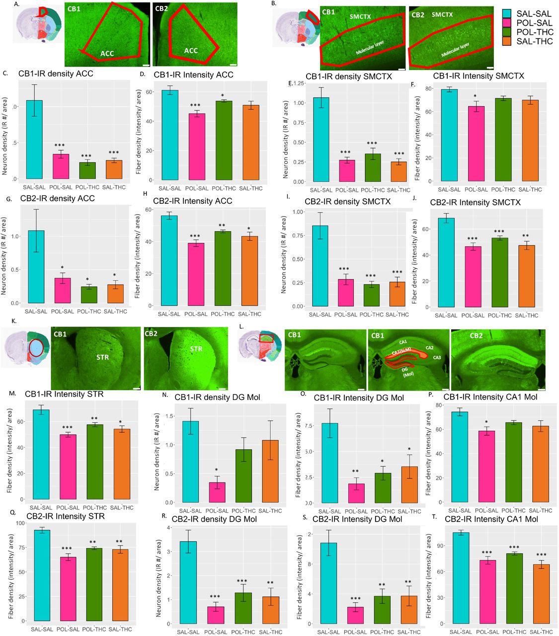 Decreases in the neuron cell and axonal fiber density of cells expressing CB1 and CB2 receptors due to risk factor exposure. A. The reference slice from the Allen Brain mouse reference atlas (https://mouse.brain-map.org/static/atlas), plus representative images of CB1 and CB2 stains are presented for the anterior cingulate cortex (ACC), with neuron cell density (C) and fiber density (D) for CB1 expression and CB2 expression (G neuron cell density and H fiber density). The same pattern is used for the somatosensory cortex (SMCTX; B) with CB1 and CB2 neuron cell density and fiber density (EF CB1, IJ CB2). For the striatum (STR; K) CB1 and CB2 fiber densities are represented in M and Q, respectively. Finally, for the hippocampus (L), results for the dentate gyrus molecular layer CB1 neuron cell density (N) and fiber density (O) are available for CB1 (NO) and CB2 (RS), while results for the CA1 molecular layer CB1 and CB2 fiber density are represented in P and T, respectively. Scale bars represent 100 μm for all regions except the hippocampus, where they represent 200 μm. *p<0.05, **p<0.001, ***p<0.0001 for Tukey’s HSD.
