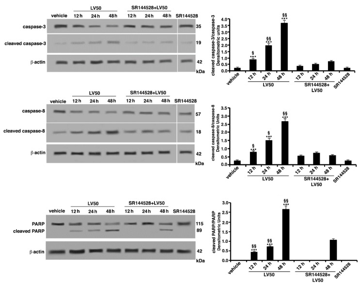 LV50 induce activation of caspase-3, caspase-8, and poly(ADP-ribose)-polymerase (PARP) as indicated by detection of cleaved proteins after Western blot analysis. Jurkat cells were treated with the compound, or alternatively, pretreated with CB2R antagonist SR144528 (1 μM) and then incubated with LV50 10 μM for indicated incubation times. Whole cell extracts were analyzed by antibodies specific for uncleaved caspase-3, cleaved caspase-3, uncleaved caspase-8, cleaved caspase-8, and PARP. The loading control was evaluated using anti-actin mAb. Densitometric cleaved caspase-3/uncleaved caspase-3, cleaved caspase-8/uncleaved caspase-8, and cleaved PARP/uncleaved PARP ratios are shown. The results are represented as the mean ± SD from three independent experiments. Statistical analysis indicated: *** p < 0.001 versus vehicle; §§ p < 0.01 versus pretreated with SR144528; § p < 0.05 versus pretreated with SR144528.