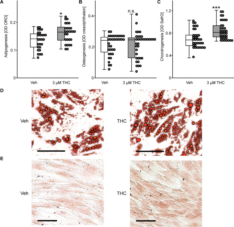 Effect of THC exposure on trilinear differentiation of ASCs. Adipogenesis was measured after 14 days by A Oil Red O staining. Osteogenesis was analyzed by B cresolphthalein staining for quantification of the extracellular matrix calcification after a 14-day incubation period. After 5 days of stimulation, chondrogenesis was quantified by C Safranin O staining. Photographs indicate differences in the number and size of D stained lipid droplets in adipocytes (bar = 50 µm), and E proteoglycan formation in stained chondrocytes (bar = 100 µm). Box plots represent medians calculated from optical densities with the data points in a scatter plot. The number of experiments and donors was as follows: A n = 27 (3 donors); B n = 36 (3 donors); C n = 36 (4 donors). Statistical analysis was performed using the Mann–Witney U-test: *p ≤ 0.05, and ***p ≤ 0.001