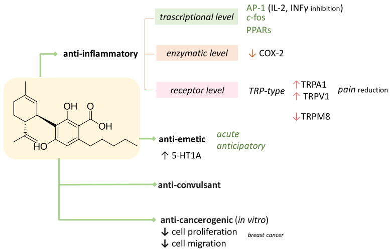 Overview of actual knowledge on CBDA bioactivity. COX-2, cyclooxygenase-2; TRPV1, vanilloid 1 transient receptor potential; TRPA1, ankyrin 1 TRP; AP-1, activator protein I.
