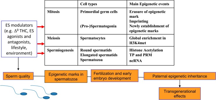 A summary of the main epigenetic changes occurring during the spermatogenesis and the effects of ES modulation. PRM: protamine; TP: transition protein; ncRNA: non-coding RNA.