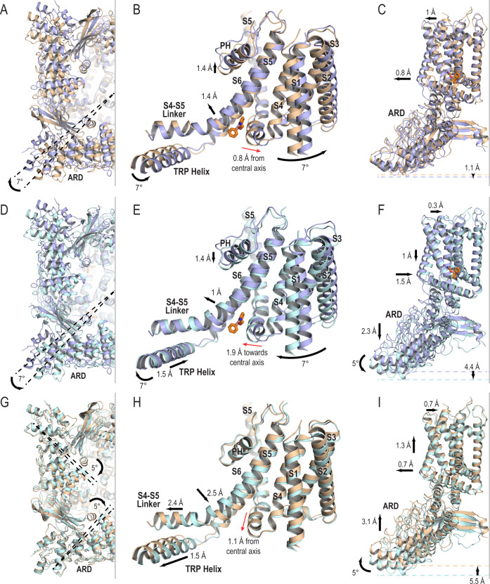 Conformational changes in TRPV2 structure upon 2-APB binding.Cartoon representations comparing TRPV2Apo1 (wheat, PDB 6U84), TRPV22APB_AC (light blue), and TRPV22APB_IAC (light cyan), the drug shown is from TRPV22APB_IAC; models were aligned to S6. A, D, G View from the cytoplasmic side of TRPV2 showing the rotation of the ARDs as the channel transitions through the gating cycle. B, E, H The channel movements during gating originate from the 2-APB binding site. C, F, I View from the side of TRPV2 showing conformational changes in the TMD and ARDs through the gating cycle.