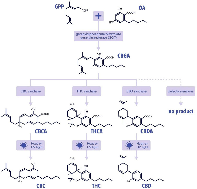 A reaction pathway diagram showing Cannabinoids production using a pathway starting with CBGA formation through geranylgeranylpseudoyohimbe synthase reaction between geranylgeranyl diphosphate and olivetolic acid. CBGA is then converted into CBCA, THCA, or CBDA, all of which have different synthase activities to perform decarboxylation after heat and UV light exposure to form THC and its derivatives.