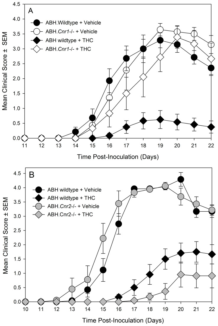 High doses of tetrahydrocannabinol inhibit autoimmunity in EAE via a CB1 receptor-dependent rather than a CB2 receptor-dependent mechanism.Wildtype (solid symbol) and CB1 receptor (Cnr1tm1Par. White symbol. Table 2A) and CB2 (Cnr2tm1Dgen. Grey symbol. Table 2B) receptor ABH congenic knockout mice were injected with mouse spinal homogenate in Freunds adjuvant on day 0 and 7. Animals were injected daily i.p. with 20-25mg/kg THC (Diamond symbol) in ethanol:cremophor:phosphate buffered saline (1:1:18) or vehicle (round symbol) in 0.1ml. The results show the incidence of EAE, the mean maximal neurological score for the group ± SEM, score of animals that develop clinical EAE ± SEM and the day of onset of neurological signs. *P<0.05, **P<0.01, ***P<0.001 compared to littermate controls.