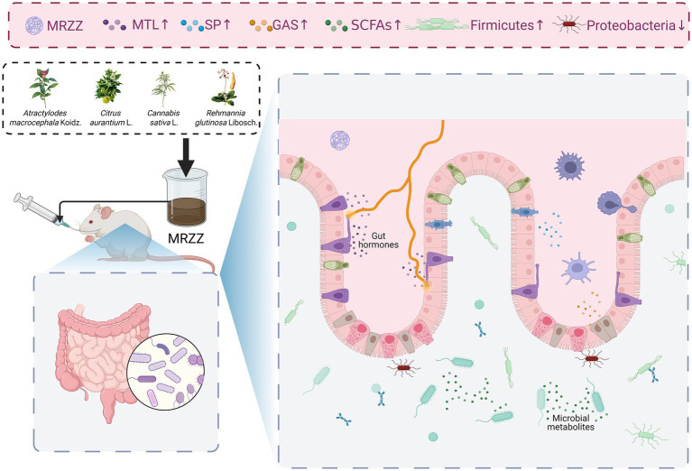 Diagram illustrating the effects of MRZZ on a mouse's gut. It shows plants used in MRZZ, including Atractylodes macrocephala, Citrus aurantium, Cannabis sativa, and Rehmannia glutinosa. MRZZ is administered to a mouse, highlighting gut changes, including increased gut hormones, microbial metabolites, and shifts in bacteria: increase in Firmicutes, decrease in Proteobacteria, and increased short-chain fatty acids (SCFAs), motilin (MTL), substance P (SP), and gastrin (GAS).