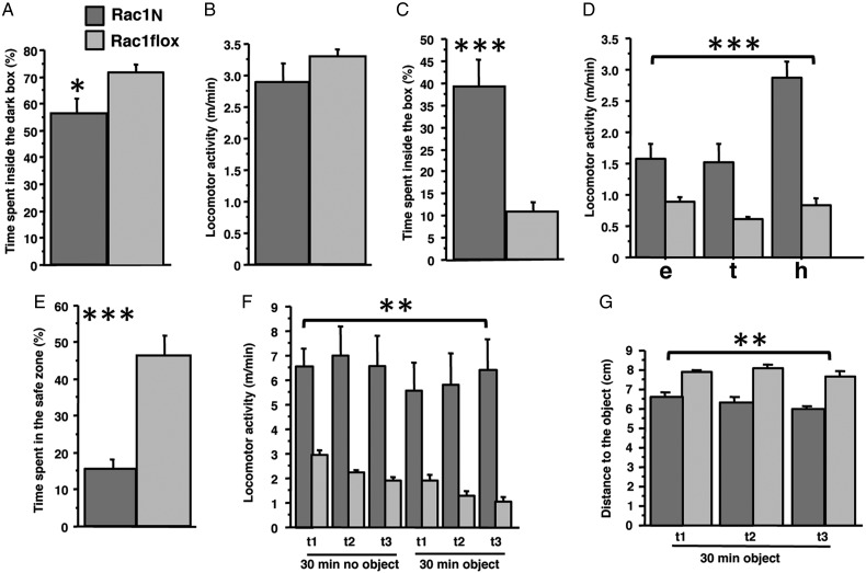 Rac1N mice exhibited hyperactivity but not anxiety-like behavior in the exploration tests. Rac1N (n = 11) and Rac1flox (n = 15) mice were tested in 3 different explorative tests. In the dark/light box, Rac1N mice spent more time outside the dark box (A) (*P < 0.05), and no differences were observed in locomotor activity (B). In the emergence test, the time spent inside the home box (C) and the locomotor activity in all arena zones (D) were significantly higher in the Rac1N mice. In the novelty test, the time spent in the corner (E), the locomotor activity (F), and the distance to the object (G) were significantly different between genotypes. These results indicated that Rac1N mice moved more than control animals. Data are presented as means ± SEM. Zones: e, exploration; h, home; t, transition. **P < 0.001; ***P < 0.0001.