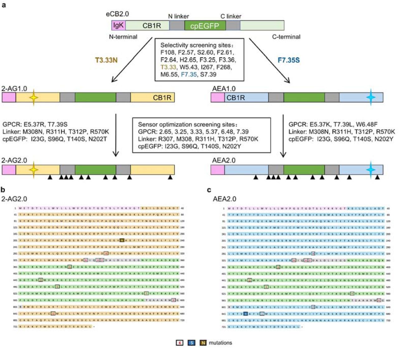 Strategy for developing the GRAB2-AG and GRABAEA sensorsa. Diagram illustrating the process for developing the 2-AG2.0 (left) and AEA2.0 (right) sensors. The triangles indicate the approximate locations of the indicated mutations.b, c. The full amino acid sequences of the 2-AG2.0 (b) and AEA2.0 (c) sensors. The IgK leader sequence (pink), receptor backbone (yellow for 2-AG2.0, blue for AEA2.0), linkers (gray), and cpEGFP (green) are highlighted. The key mutations introduced to generate the selective sensors, namely T3.33N in 2-AG1.0 (b) and F7.35S in AEA1.0 (c), are labeled in dark blue and brown, respectively. Other residues to generate the final sensors that were mutated during the optimization process are also indicated in red.