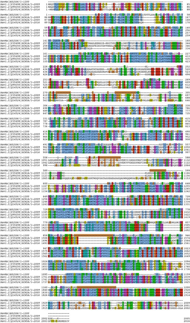 Alignment of Full Length Sequences of NavMs, hNav1.1, hNav1.2, and hNav1.5.This sequence alignment was carried out using Clustal Omega (Siever et al., 2011), visualized using Jalview (Waterhouse et al., 2009) and annotated using Clustal X coloring scheme (Waterhouse et al., 2009).