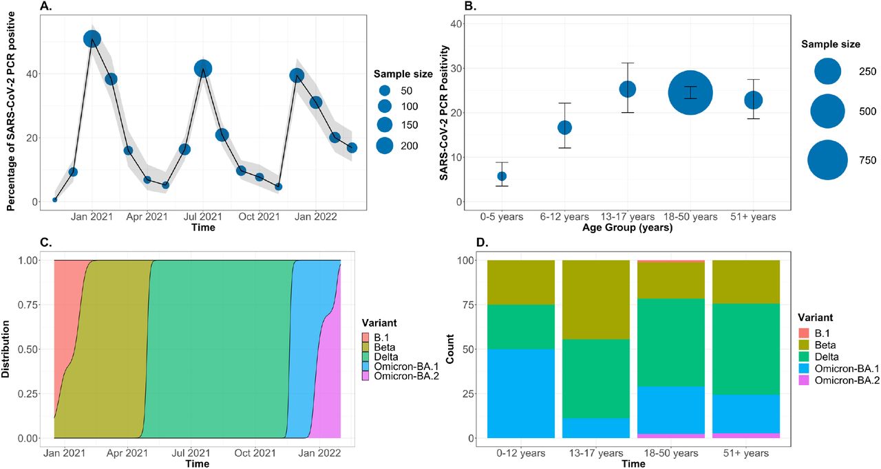Prevalence of SARS-CoV-2 infections.A) Prevalence of SARS-CoV-2 infections across age groups. B) Prevalence of SARS-CoV-2 infections over time. Grey area represents confidence intervals. C) SARS-CoV-2 variants of concern across the three pandemic waves. D) SARS-CoV-2 variants of concern across age groups. (n=402)