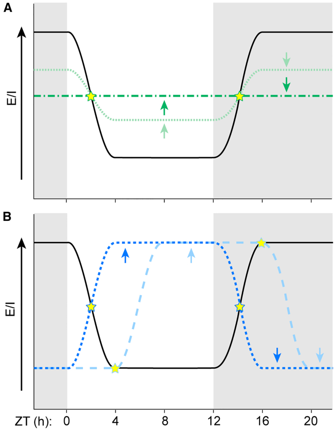 Altered timing or amplitude of the E/I oscillation preserves the WT E/I ratio at multiple times of day(A) Compared to WT (black), decreased amplitude (light green) or complete loss (dark green) of the E/I oscillation causes an apparent increase in E/I ratio during the light phase and/or decrease during the dark phase, but the E/I ratio is not different from WT at two times of day (stars). Our results are consistent with a loss of the E/I oscillation in Fmr1 KO mice.(B) Compared to WT, altered timing of the E/I oscillation, such as a phase shift (light blue) or phase reversal (dark blue) can cause an apparent increase in the E/I ratio during the light phase, but the E/I ratio is not different from WT at multiple times of day (stars). We observed altered timing of the oscillation in BTBR mice.