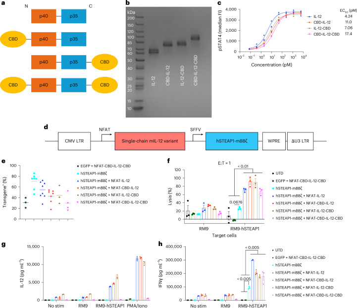 Characterizations of CAR-T cells armoured with a collagen-binding IL-12 in vitro.a, Schematic of designs and configurations of single-chain mouse IL-12 variants used in this study. b, scIL-12 variants were analysed by SDS–PAGE under reducing conditions with Coomassie blue staining. c, Dose–response relationship of phosphorylated STAT4 (pY693) with scIL-12 variants in primary mouse CD8+ T cells (n = 2 per condition, technical duplicates). EC50, half-maximal effective concentration. d, Schematic of self-inactivating gamma-retroviral vectors used in this study. e, Primary mouse T cells transduced with the indicated gamma-retroviral vectors were assessed for the expression of transgenes by flow cytometry (biological replicates with mean). f, RM9-hSTEAP1 cells or unmodified RM9 cells labelled with calcein-AM were co-cultured with CAR-T cells at an effector/target ratio of 1:1 for 24 h (n = 3 technical replicates, mean ± s.e.m.). g,h, Primary mouse CAR-T cells (50,000 CAR-T cells per well) were left untreated (No stim), stimulated with RM9 cells, RM9-hSTEAP1 cells or PMA/Iono for 24 h. g, Secreted IL-12 variants and h, IFNγ were quantified by ELISA (n = 3 technical replicates, mean ± s.e.m.). Statistical analyses were performed using one-way analysis of variance (ANOVA) with Tukey’s test (f,h) (within RM9-hSTEAP1 co-culture samples). P values are shown in figures, and detailed P values for Fig. 1f,h are provided in the Source data file.Source data