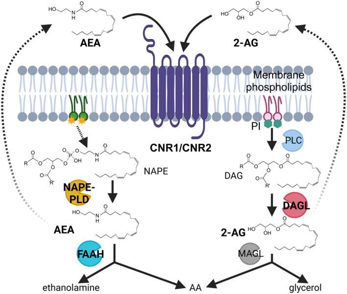 Endocannabinoid pathway. Among endocannabinoids, anandamide (arachidonoylethanolamide: AEA) is produced by N‐acyl phosphatidylethanolamine phospholipase D (NAPE‐PLD) and degraded by fatty acid amide hydrolase (FAAH). On the other hand, 2‐arachidonoyl glycerol (2‐AG) is produced by diacylglycerol lipase (DAGL) and degraded by monoacylglycerol lipase (MAGL). Both cannabis activate cannabinoid receptors CNR1 and CNR2. NAPE, N‐acyl phosphatidylethanolamine; PI, Phosphatidyl inositol; PLC, Phospholipase C. The hexagon and sun icons represent inositol and choline, respectively. The image was prepared by Biorender.com.
