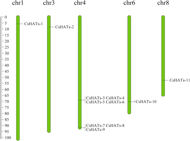 Chromosomal location of 11 histone acetyltransferase genes (HATs) in hemp