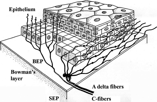 Depiction of human corneal epithelial innervation.Outlines stromal nerve bundles, including both Aδ and C-fibers, below Bowman’s layer in the SEP that enters the corneal epithelium via the basal lamina and forms the basal epithelial plexus, with Aδ fibers extending horizontally and C-fibers extending anteriorly. Figure used with permission from [23].