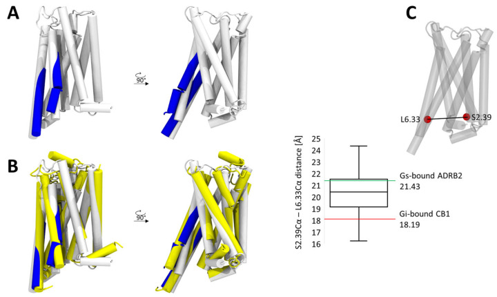 Dynamics of TM5 and TM6 in the CB1-Gαs complex. (A) Results of clustering of TM5 and TM6 positions, representative structures of the most populated cluster are depicted in blue and aligned with the structure of the Gi bound CB1. (B) Comparison of the positions of TM5 and TM6 extracted from the clustering analysis, with that of the Gi bound CB1 (white) and Gαs-bound β2-Adrenergic receptor (yellow). (C) Box plot of the distance between TM2 and TM6 (residues 6.33 and 2.39) observed in the simulations. The distance corresponds more to a Gαs-bound β2-Adrenergic receptor structure rather than to a Gi bound one.