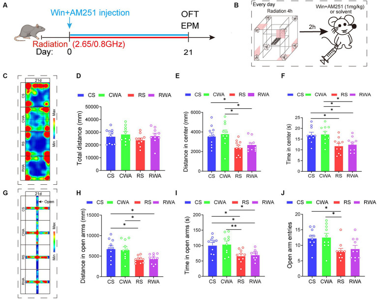 AM251, an endocannabinoid antagonist, antagonizes the anti-anxiety effects of Win55-221-2. (A) Experimental timeline for 2.65/0.8 GHz radiation (8:00–12:00), open field (OFT, 17:00–18:30), elevated plus maze (EPM, 18:30–22:00), WinAM251 injection. Mice were radiated for 21 days with dual-frequency EMR and intraperitoneally injected with WinAM251 (1 mg/kg) or solvent. (B) Experimental timeline for WinAM251 daily injection. Mice were first radiated for 4 h, with an interval of 2 h, and then injected with WinAM251 or solvent every day from the 1st day to the 21st day. (C) Heatmap of representative trajectories and statistical analysis of OFT results on day 21 (n = 10 per group). (D) Total distance. (E) Distance in the center. (F) Time in the center. (G) Heatmap of representative trajectories and statistical analysis of EPM results on day 21 (n = 10 per group). (H) Distance in open arms. (I) Time in open arms. (J) Open arm entries. All data are expressed as means ± SEM, *p < 0.05, **p < 0.01, one-way ANOVA in (D–J). CS: Control + solvent; CWA: Control + WinAM251; RS: Radiation (2.65/0.8 GHz) + solvent; RWA: Radiation (2.65/0.8 GHz) + WinAM251.