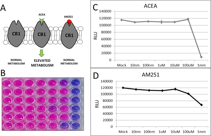 a CB1 agonist/antagonist diagram illustrating the synthetic cannabinoid compounds used in this study. b Resazurin viability stain to indicate cytotoxicity effects of the cannabinoid treatment. C and d Quantification of cytotoxicity data shown in (b). ACEA and AM251 treatment is not toxic to the cells until high concentrations of 1 mM. Treatment with 10 μM have no adverse cytotoxicity effects
