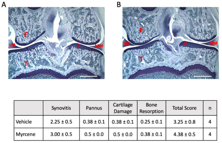Lack of effect of chronic myrcene treatment on joint histopathology. Representative histological sections of day 21 adjuvant monoarthritic knees (frontal plane) following repeated administration of either vehicle (A) or myrcene (B). Table shows that myrcene had no effect on the joint damage scores across the four parameters. C: joint cartilage; F: femur; LM: lateral meniscus; MM: medial meniscus; T: tibia. Scale bar = 2.5 mm.